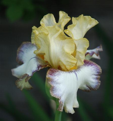 C7306a_Small.jpg