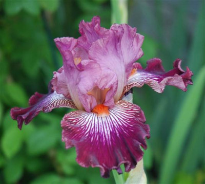 C7309a_Small.jpg