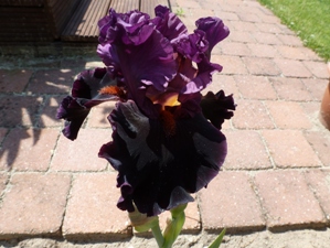 P1000187.JPG
