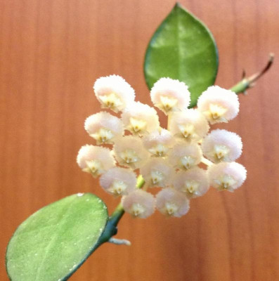Hoya_lacunosa_05-2013_900x900_80KB.jpg