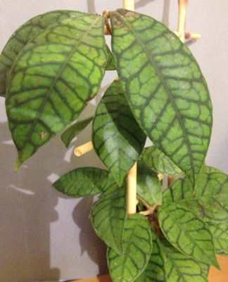 Hoya_callistophylla_06-2013_900x900_80KB.jpg