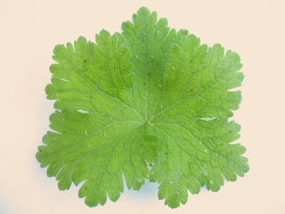 IMG_8035_Geranium_Trabzon_Blatt.jpg
