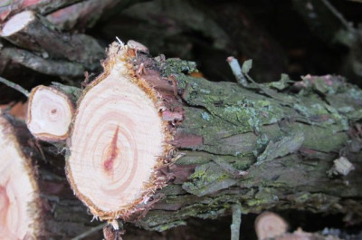 Unbek_Holz_1.jpg