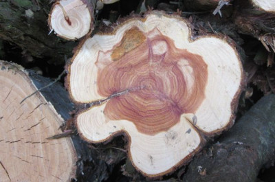 Unbek_Holz_2.jpg