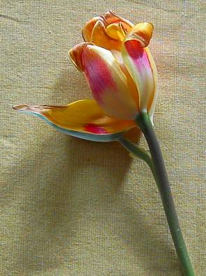 tulpe1.jpg
