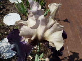 P1000243.JPG