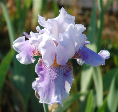 C7354a_Small.jpg
