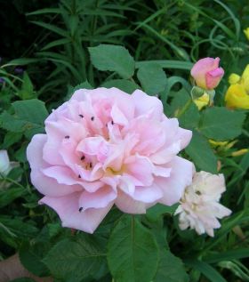 Rose_Nymphenburg.jpg
