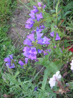 Penstemon______wh..jpg