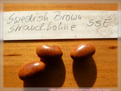 Swedish_Brown01.jpg