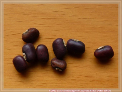 V4_Ucki_Cowpea1.jpg