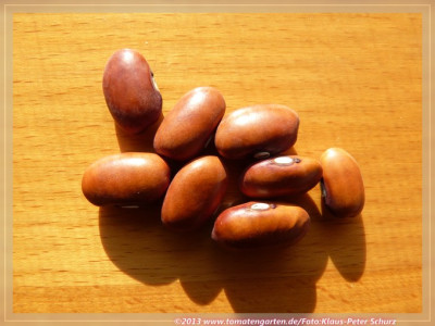 zBrown_Dutch_Haricot_Bean02.jpg
