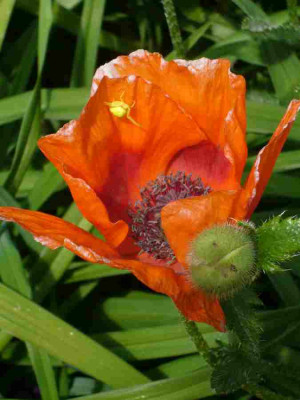 Papaver-falsch.13-1.jpg