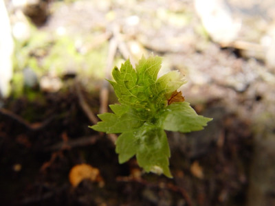 DSC715.JPG