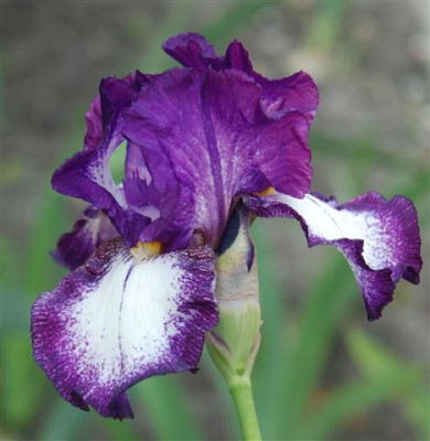 C7386a_Small.jpg