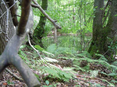 Anfang_Juni_Gauguin_wald_003.JPG