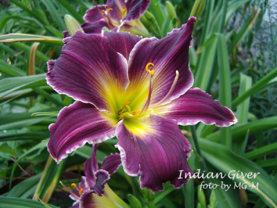 Imgp0909IndGiv.jpg
