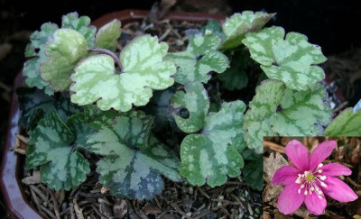 06100022_Hepatica_nobilis_var_creniloba_Cremar_kombi.jpg