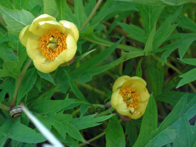 paeonia-0051.jpg