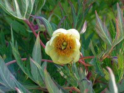 paeonia-0052.jpg