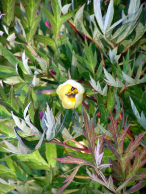paeonia-0053.jpg