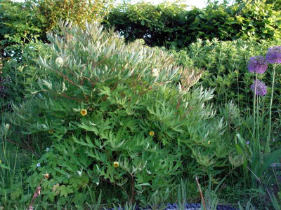 paeonia-0056.jpg