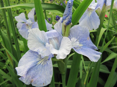 Blaues_Schweben_x_uber_den_Woken_130608.jpg