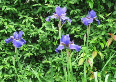 Iris_sibirica_x_Silver_Edge_130608.jpg