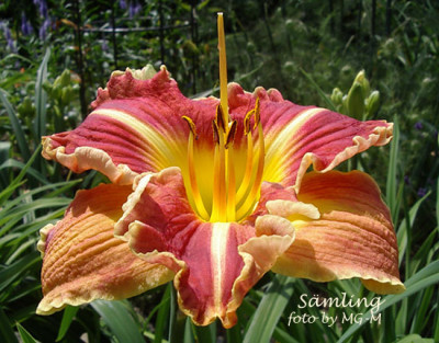 Imgp0895SmlgRotGold.jpg