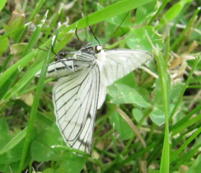 Schmetterling_unbekannt_130608.jpg