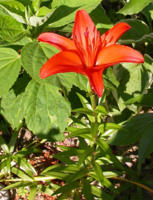 blume.jpg