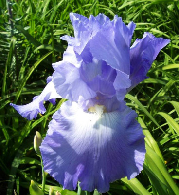 Juni_009_hellblauer_Samling.jpg