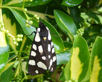 Schmetterling_Kroatien_900x900_80KB.jpg
