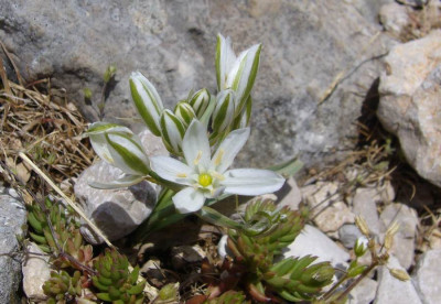 Ornithogalum_Kroatien_900x900_80KB.jpg