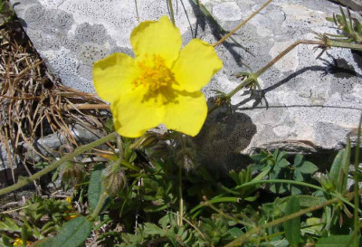 Helianthemum_Kroatien_900x900_80KB.jpg