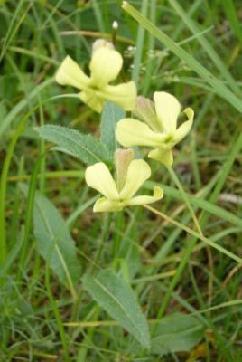 Silene_Kroatien_900x900_80KB.jpg
