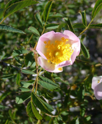 Wildrose_Kroatien_900x900_80KB.jpg