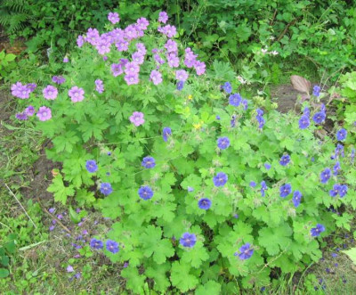 Sirak_und_TIntenkleks_Junior_130608.jpg