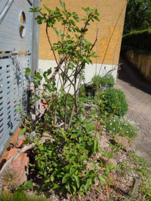 feigenbeet_Anfang_jun_13.JPG