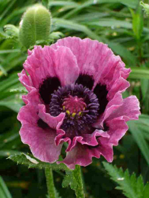 Papaver-Harlem.13-1.jpg
