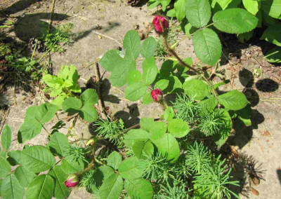 Pflasterrose.jpg
