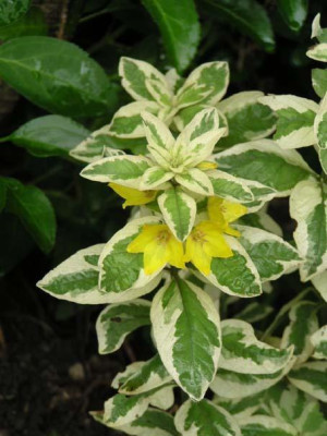 Lysimachia_punctata_Alexander_eins.jpg