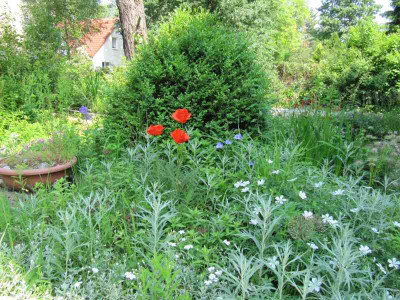 Vorgarten_4_130609.jpg