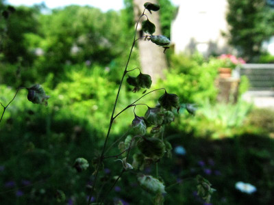 Zittergras_130609.jpg