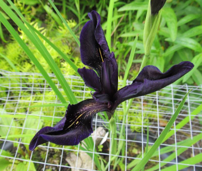 BG_Iris_chrysographes_Black_Form_2013-06-09.jpg