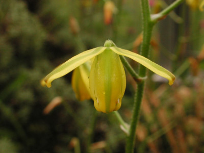 Albuca_shawii_2.jpg