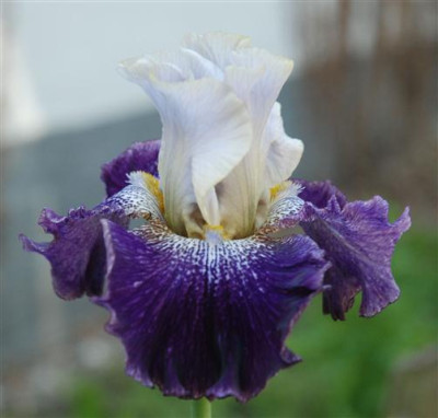 C7406a_Small.jpg