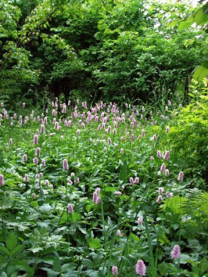 persicaria-bistorta-0068b.jpg