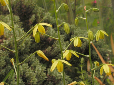 Albuca_shawii_1.jpg