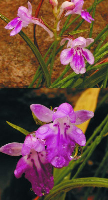 Ponerorchis.jpg